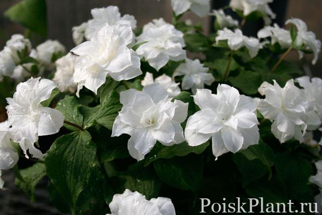 Триллиум крупноцветковый Flore Pleno