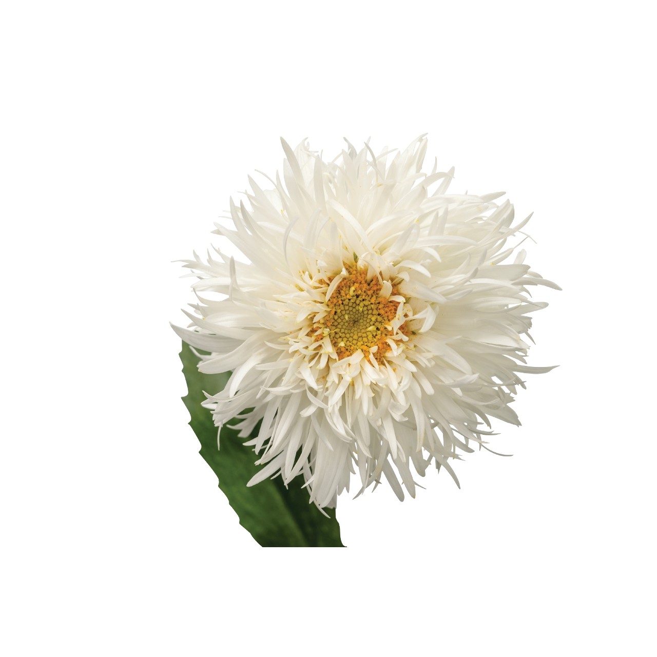 Нивяник Sweet Daisy Rebecca