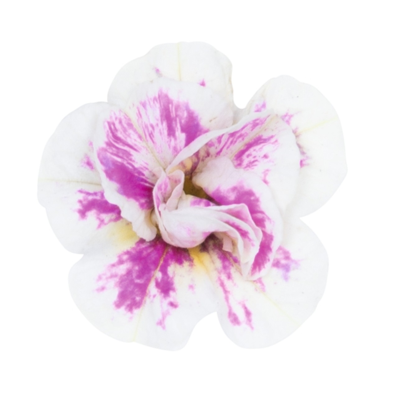 Калибрахоа Aloha Double Pink Blush
