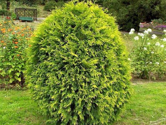Туя западная «Wagneri» (Thuja occidentalis «Wagneri»)