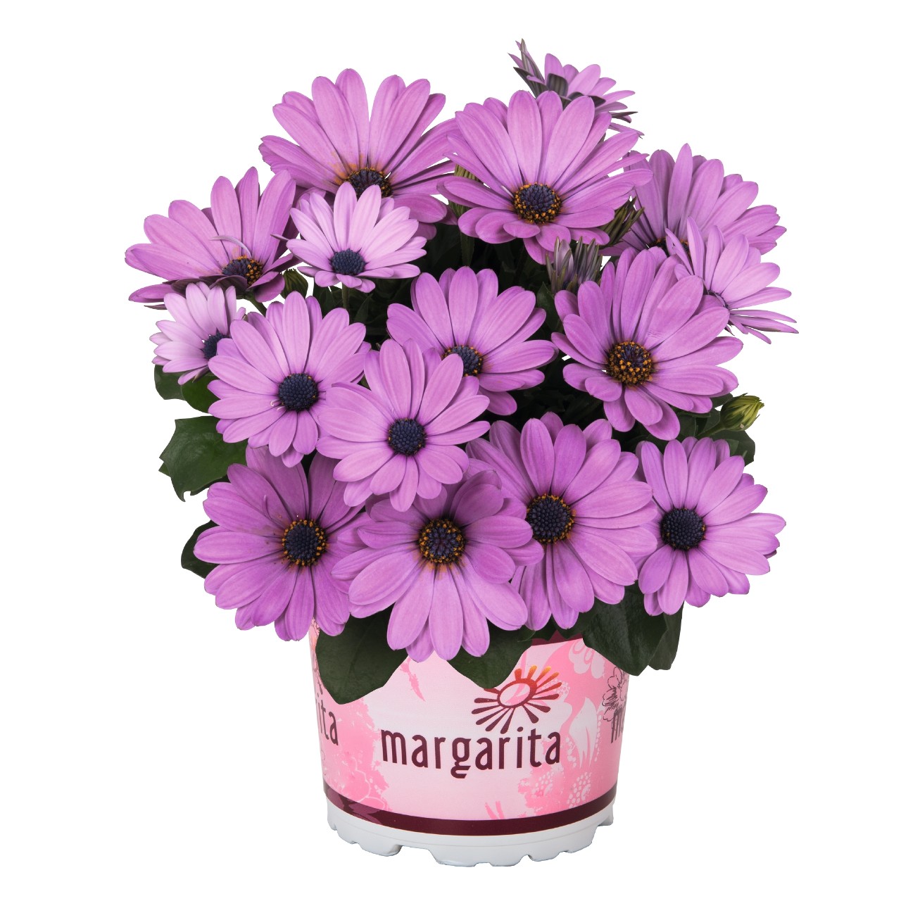 Остеоспермум Margarita Lilac