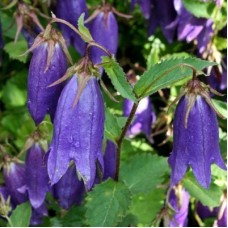 Колокольчик (Campanula Sarastro)