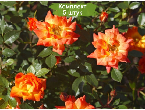 Роза Колибри (спрей)