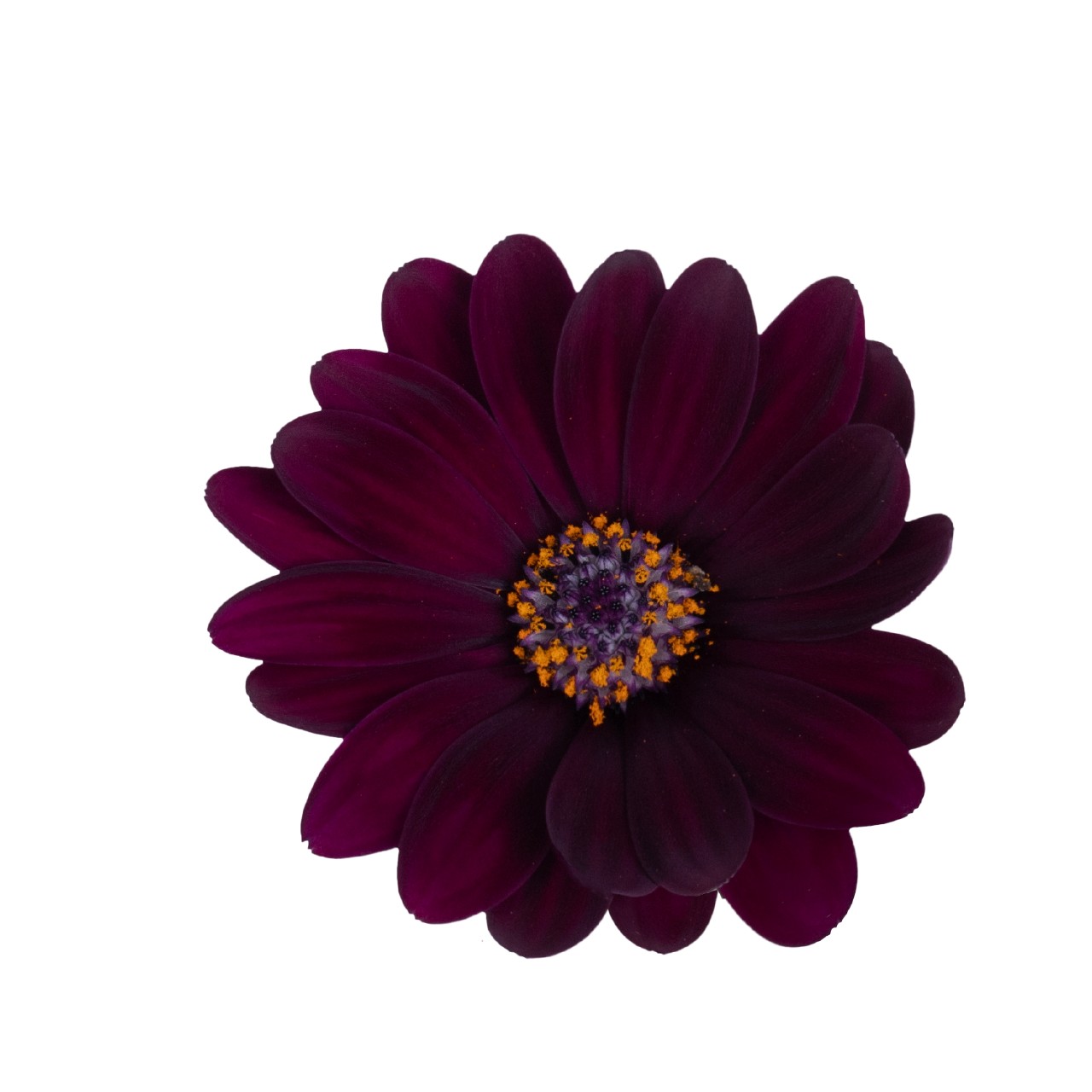 Остеоспермум Margarita Dark Purple