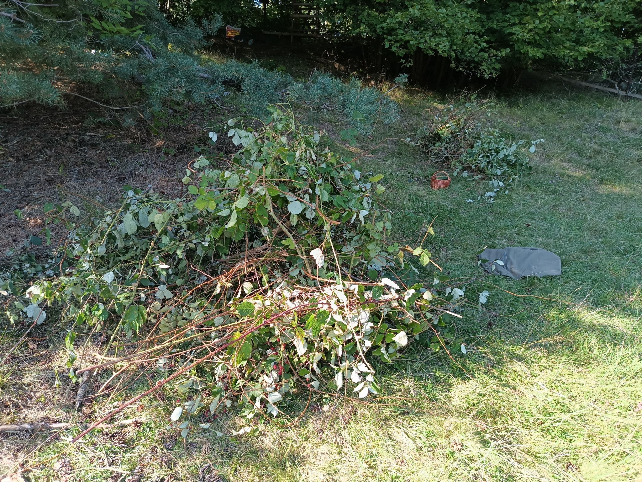 international backfill (iNaturalist): Rubus fruticosus