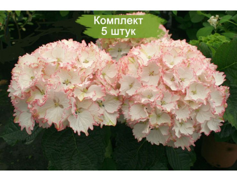 Гортензия Клеопатра