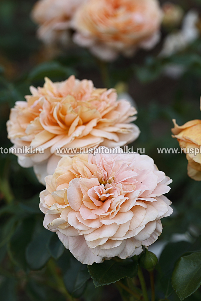 Розы Флорибунда Floral Fairy Tale’ = ‘KORmamtiza