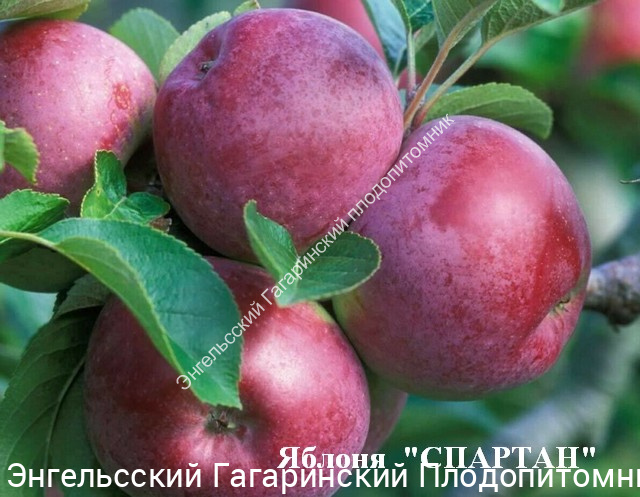 Яблоня Спартан