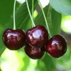 Черешня Овстуженка 2-х летнее ЗКС