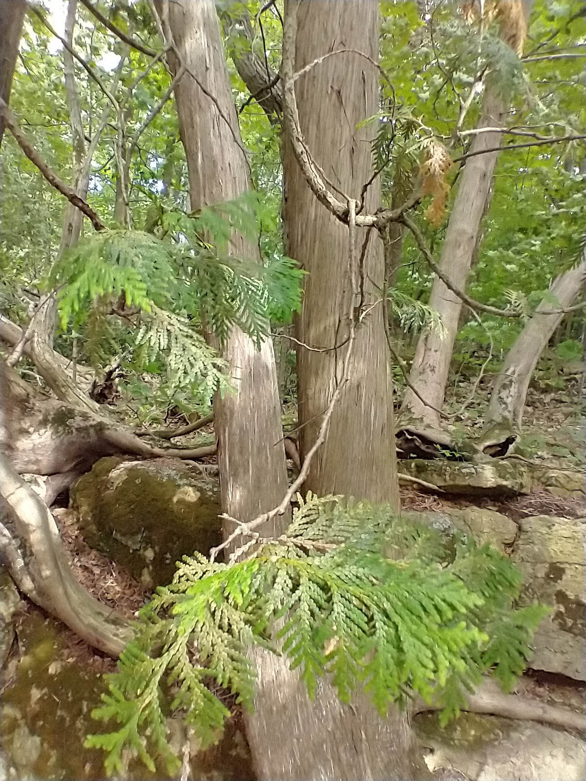 international backfill (iNaturalist): Thuja