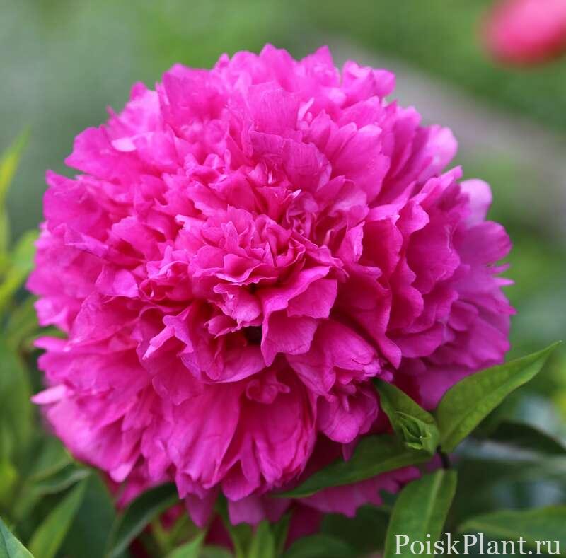 Пион травянистый Pink Jazz