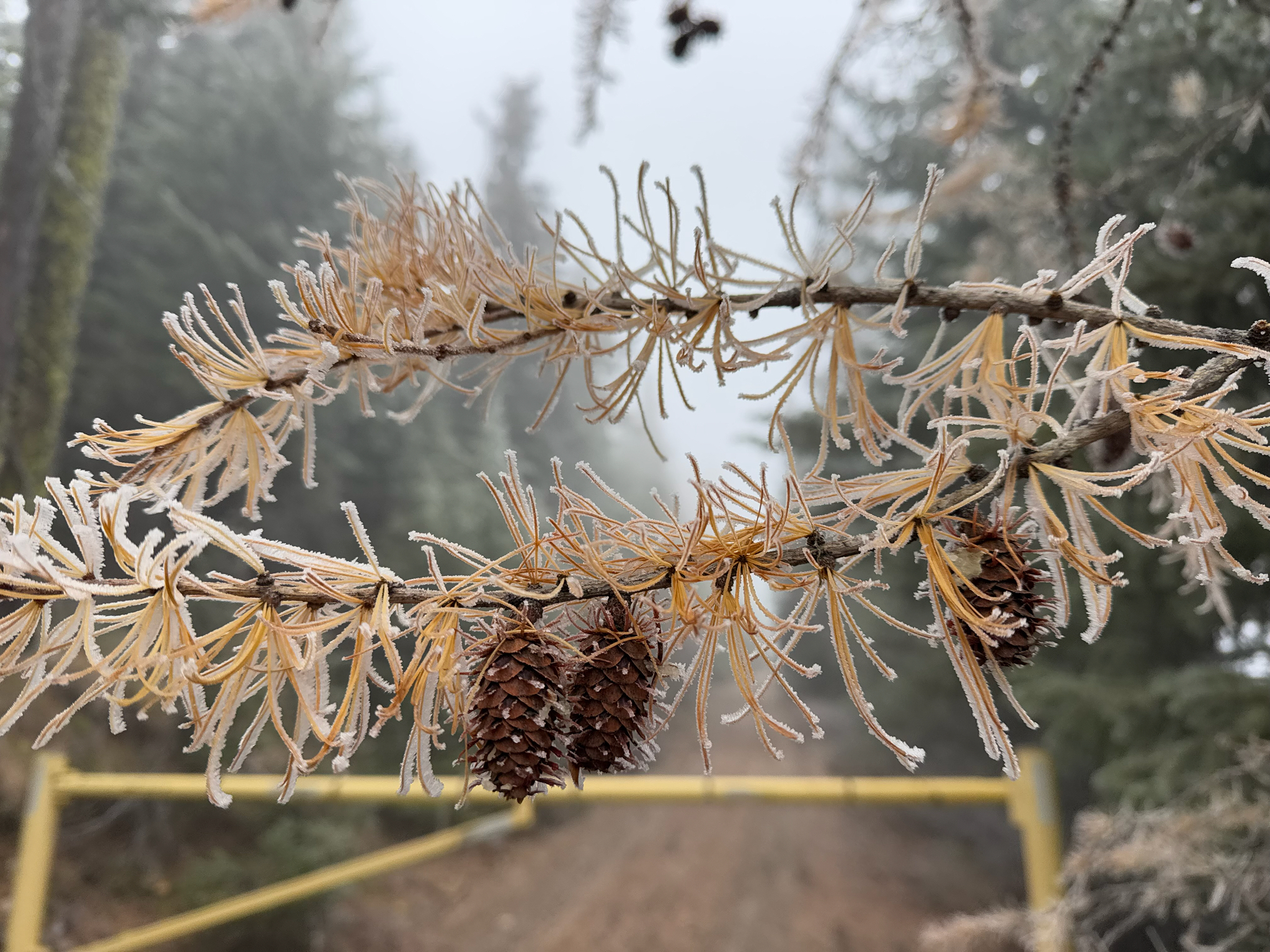 international backfill (iNaturalist): Larix
