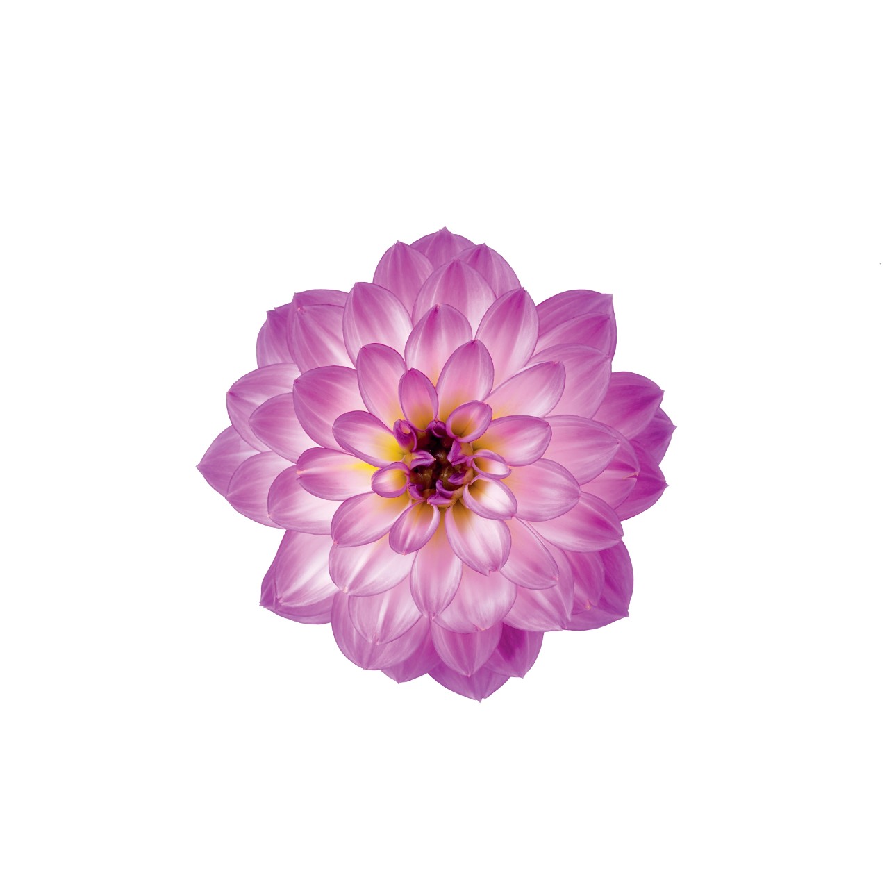 Георгина Novation Pink Bicolor