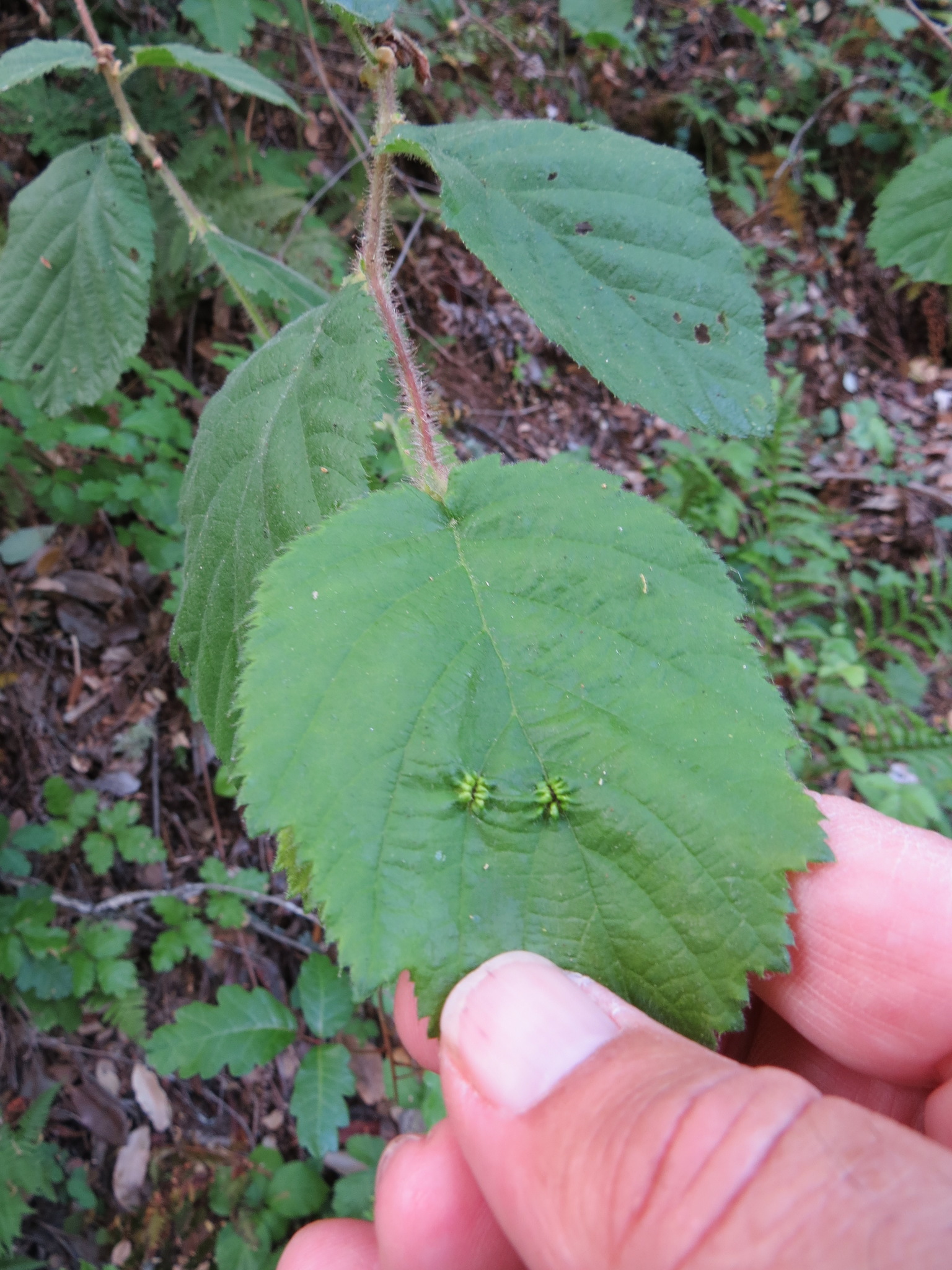 international backfill (iNaturalist): Corylus