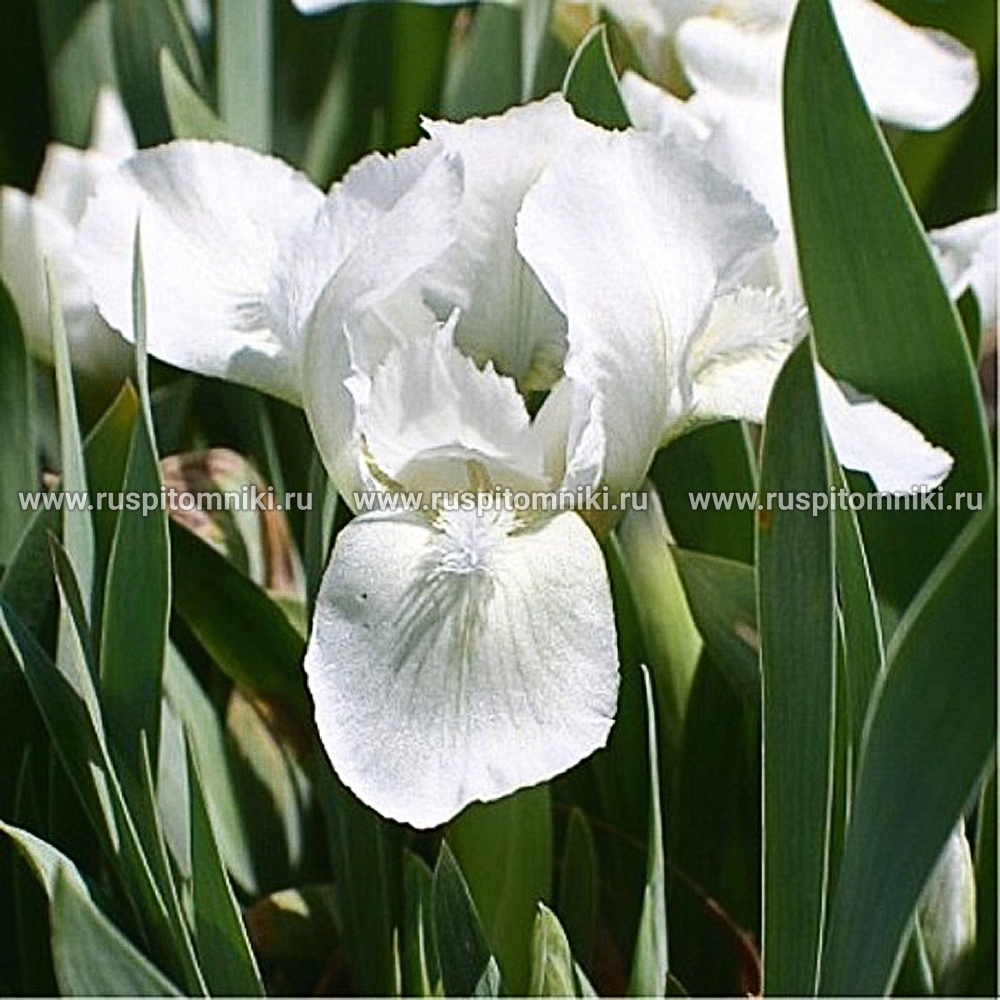 Карликовые бородатые ирисы Bright White (Welch, 1958)