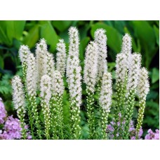 Лиатрис колосковый (Liatris spicata Alba)
