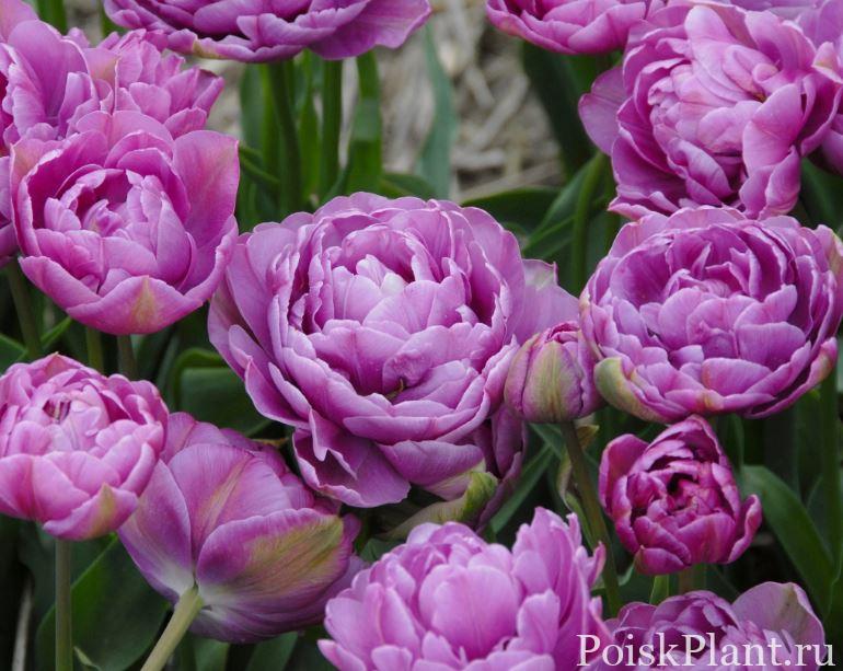Тюльпан поздний махровый Lilac Perfection