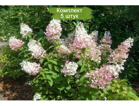 Гортензия метельчатая Confetti / Конфетти