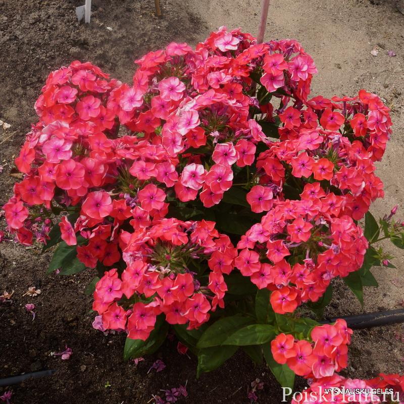 Флокс метельчатый Flame Coral