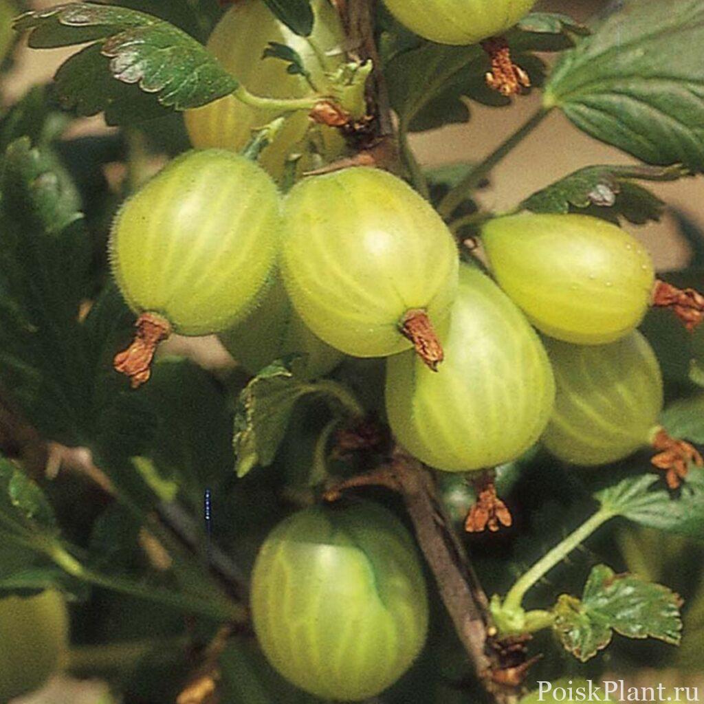 Крыжовник обыкновенный Hinnonmaki Green