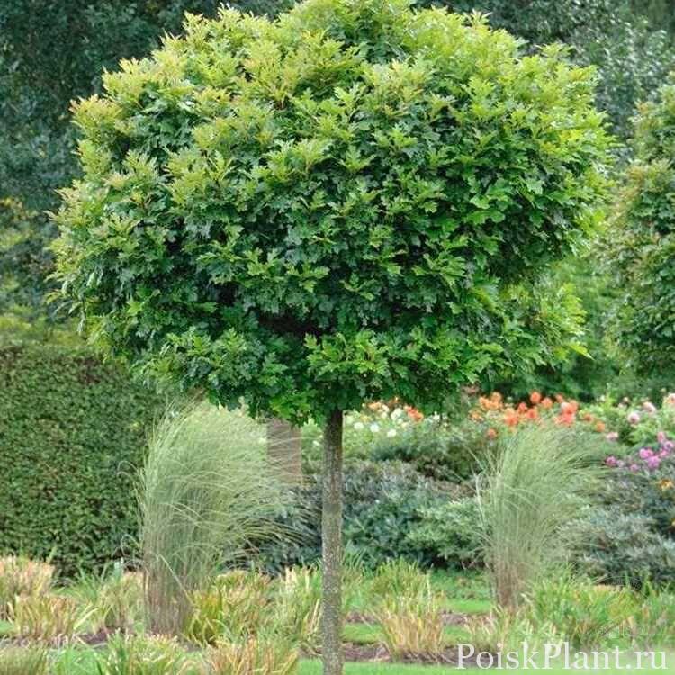 Дуб болотный Green Dwarf