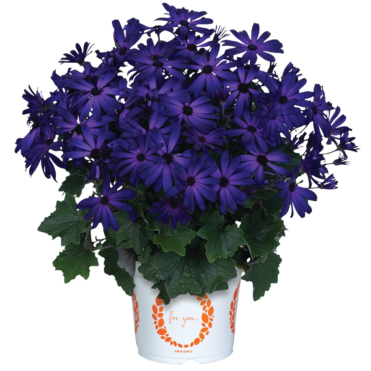 Перикаллис Mandala Purple Blue Eye
