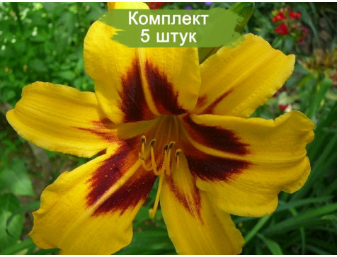 Лилейник Бонанза