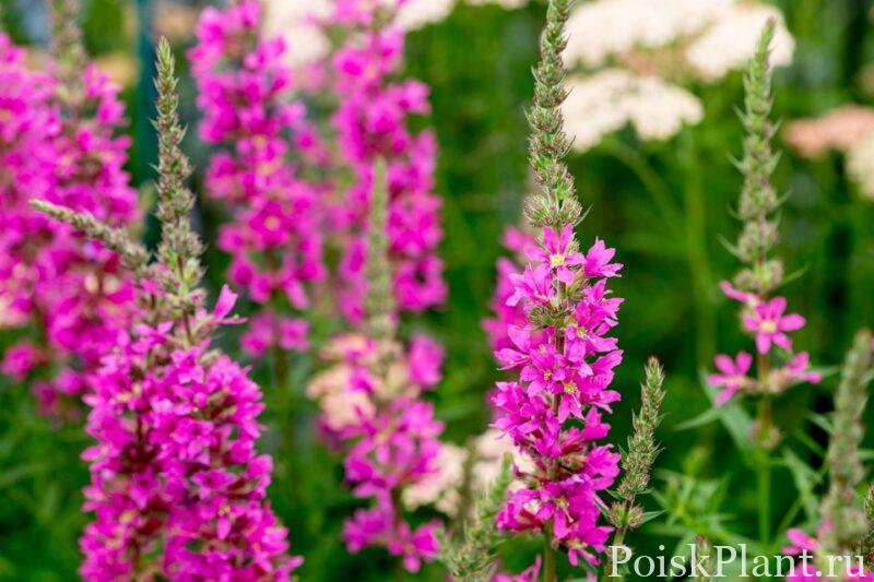 Дербенник иволистный Morden Pink