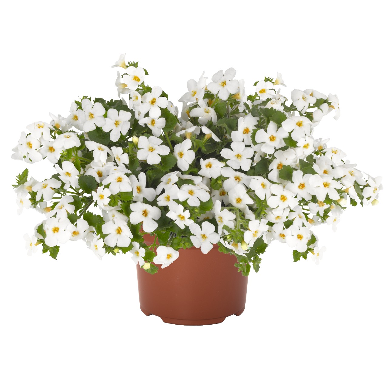 Бакопа Bahia White
