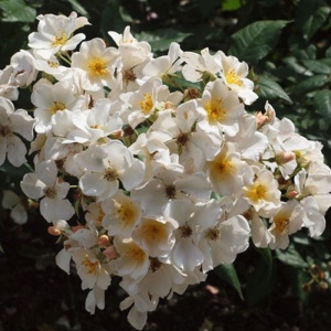Роза Розалита