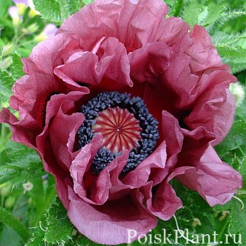 Мак восточный Patty's Plum