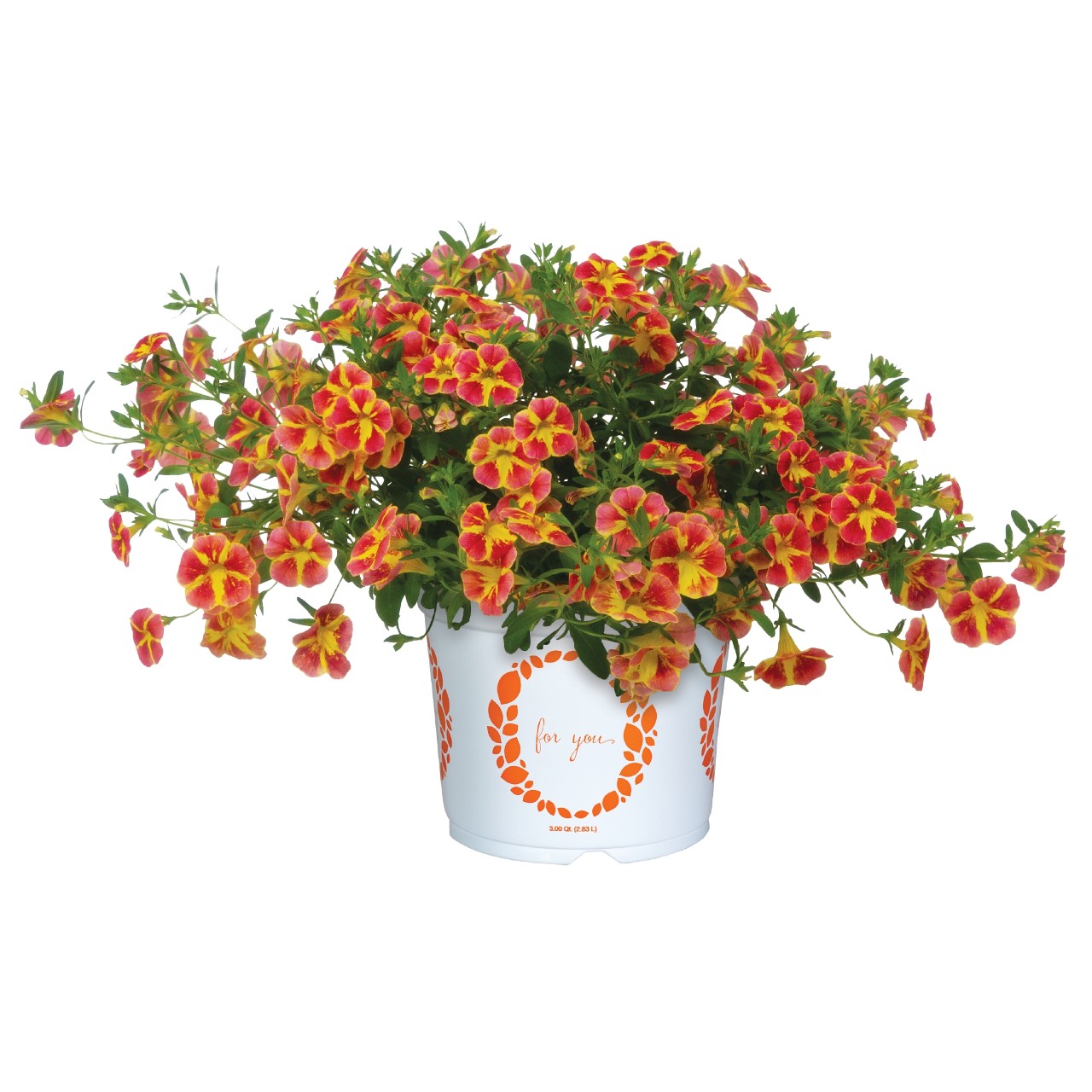 Калибрахоа Bloomtastic Orange Cart Wheel