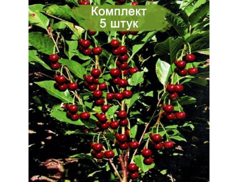 Вишня колоновидная Ашинский гибрид