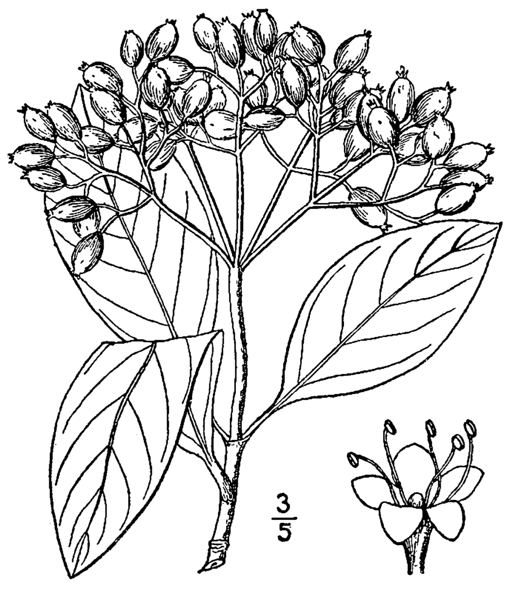 Калина голая Brandywine