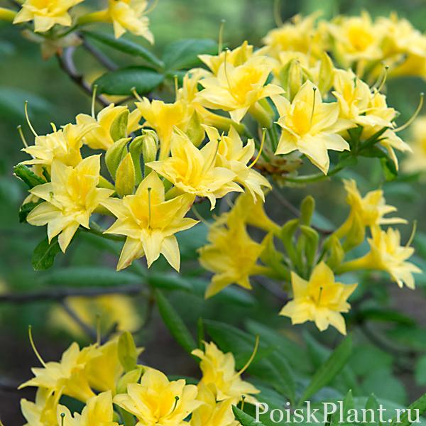 Азалия понтийская Narcissiflora