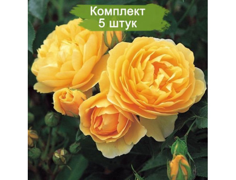 Роза Грэхем Томас (английские)