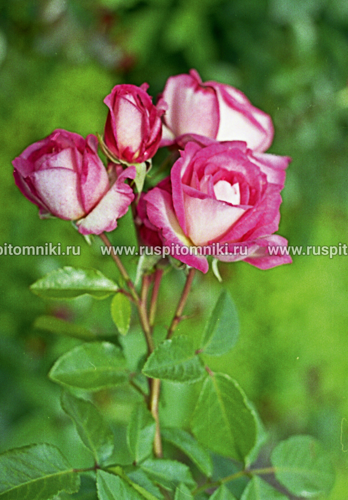 Плетистые крупноцветковые розы Harlekin’ = ‘KORlupo’. LCl.
