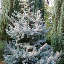 Ель колючая Шовенхорст