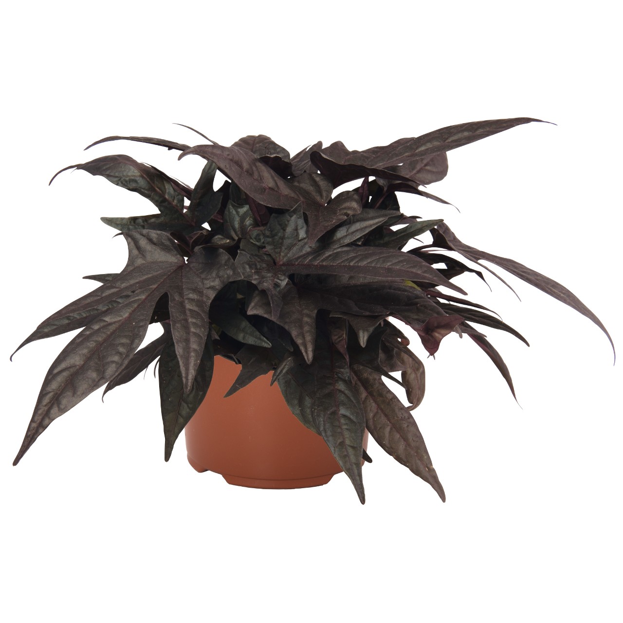 Ипомея FloraMia Black