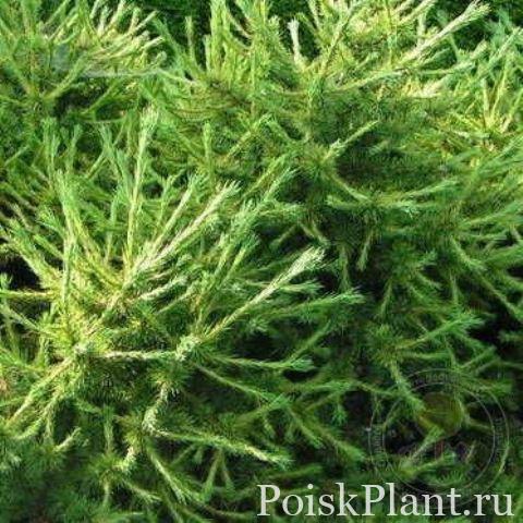Лиственница опадающая Kralovstvi