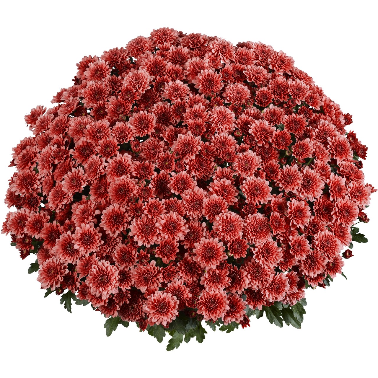 Хризантема Banquet Red