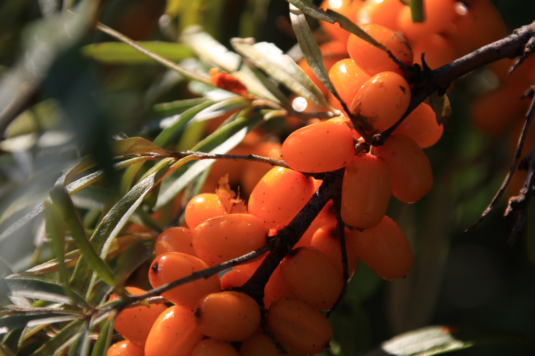 international backfill (iNaturalist): Hippophae