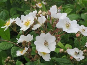 Роза многоцветковая 80-100 CM BR. / Rosa multiflora