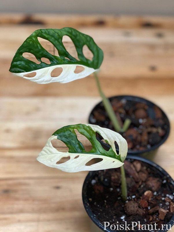 Монстера адансони Albo Variegated
