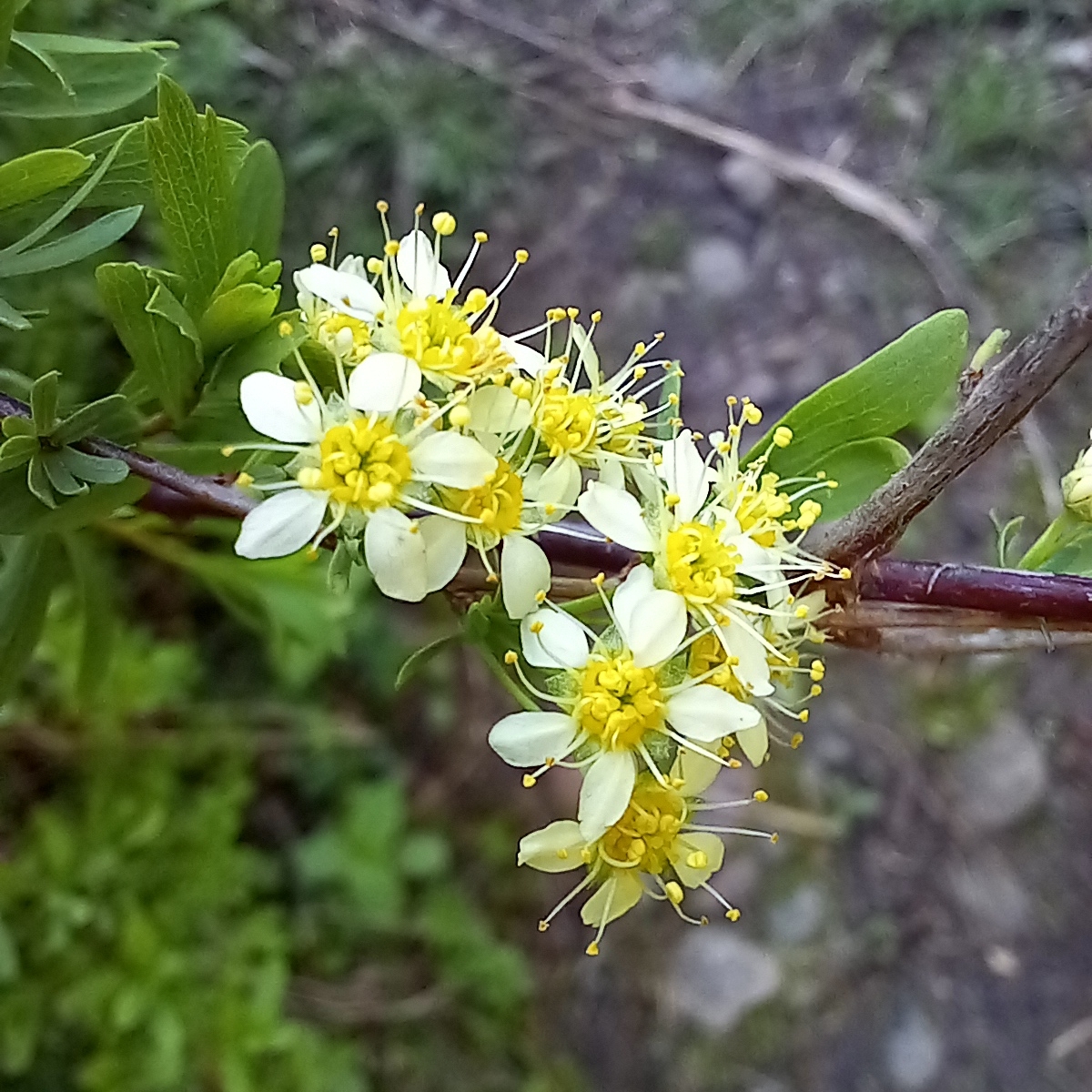 international backfill (iNaturalist): Spiraea