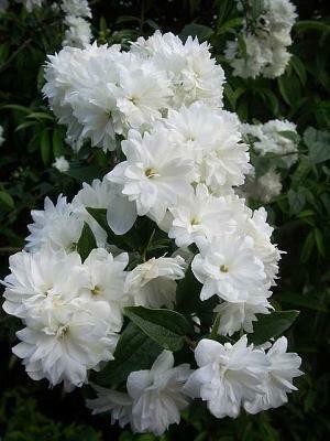Чубушник Frosty Morn