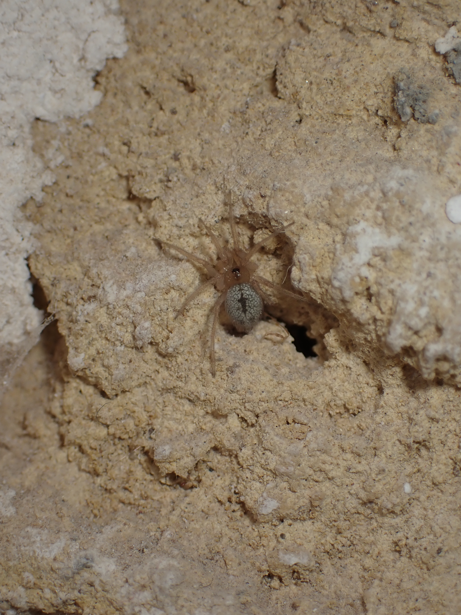 international backfill (iNaturalist): Nadia