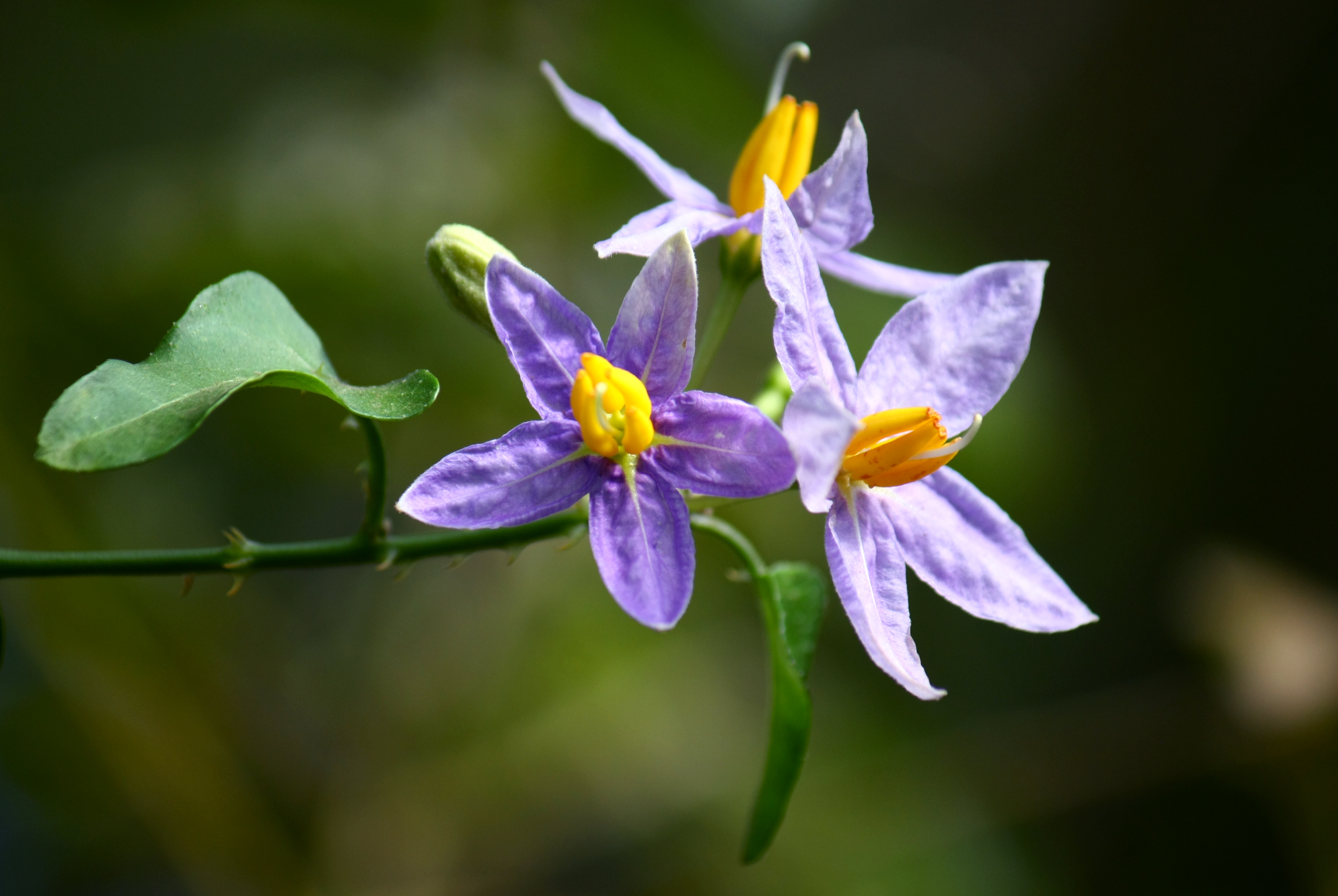 Томат (Solanum )