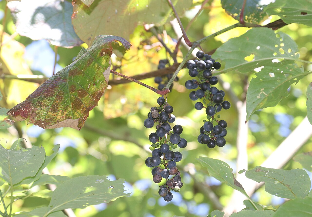 Виноград японский, Куанье