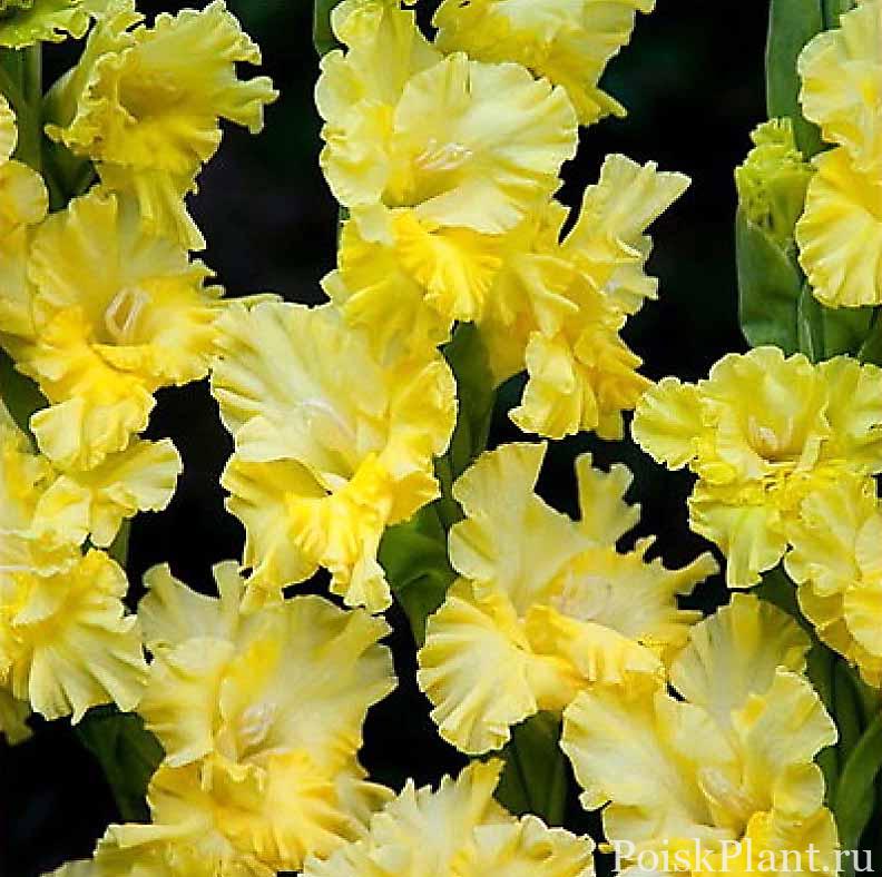 Гладиолус гибридный Lemon Tree